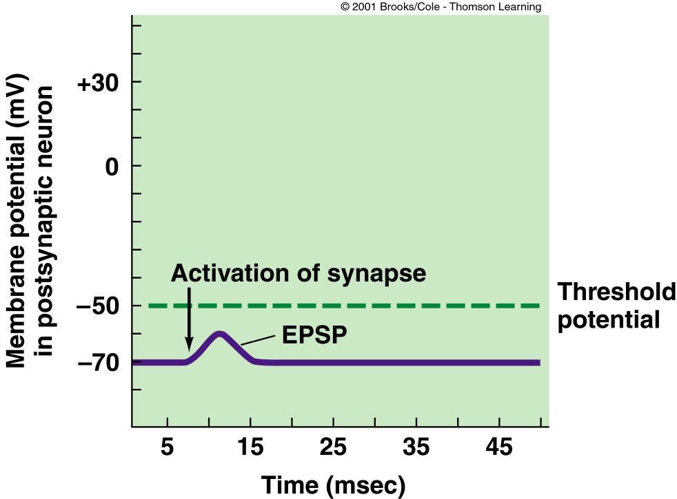 Excitatory Postsynaptic Potentials What