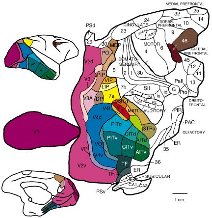 Cortical Anatomy The macaque monkey cortex