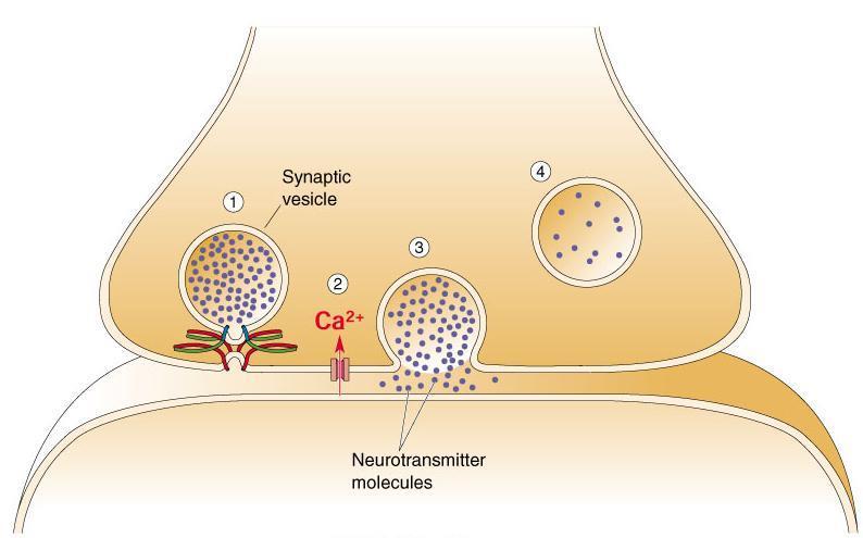 Chemical Neurotransmission At rest, the synapse (presynaptic side) contains numerous synaptic vesicles filled with neurotransmitter, intracellular calcium levels are very low (1).
