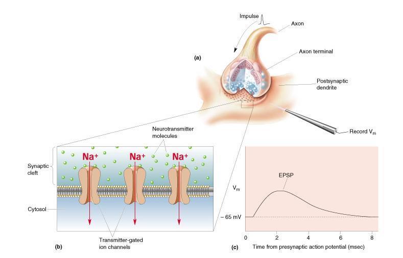 Excitatory Effects of Neurotransmitters