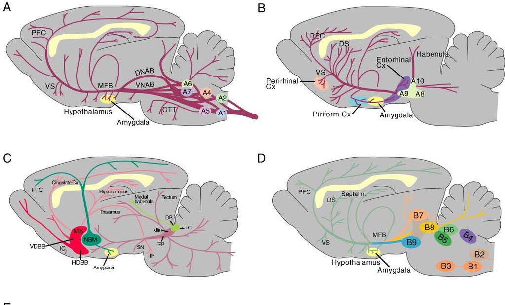 Biogenic neurotransmitters Produced by nuclei concentrated in brainstem but terminals exhibit widespread distribution in the CNS Mediate slow neurotransmission Main function in CNS is neuromodulation