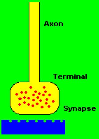 The Synapse Axon terminal releases neurotransmitters Neurotransmitters cross the synapse and