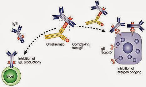 Omalizumab as an Adjunct to OIT Omalizumab is a humanized, monoclonal anti-ige antibody FDA approved for severe asthma and chronic idiopathic urticaria Being investigated off-label as an adjunct to