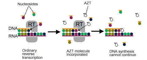 Nucleoside Reverse Transcriptase Inhibitors (NRTIs) Incorporate into viral DNA chain Stop