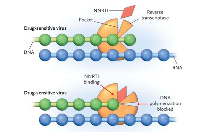 Non-Nucleoside Reverse Transcriptase Inhibitors (NNRTIs) Bind to reverse transcriptase enzyme Stop viral DNA