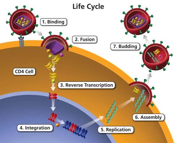 HIV Life Cycle 10 Source: Image accessed from