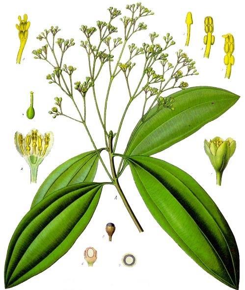 Gui Zhi Cinnamomi cassiae ramulus Franz Eugen Köhler, Köhler's Medizinal-Pflanzen, creatd 1897, no title, <http://commons.wikimedia.