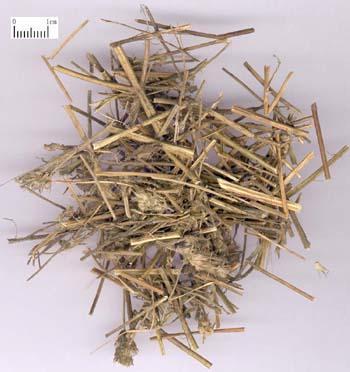 Xiang Ru Elsholtzia splendens herba Actions: Release the exterior Cools summer heat Resolve dampness Promotes urination and alleviate edema Expels wind/cold Harmonizes the spleen TCM Wiki n.d., Herba Moslae, viewed 7 January 2015, < http://www.