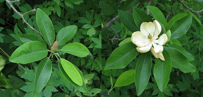 Xin Yi Magnolia liliflora flos Derek R 9 June 2007, no title, viewed 7 January 2015, <http://commons.wikimedia.org/wiki/file:sweetbay_magnolia_magnolia_virginiana_comparison_4400px.