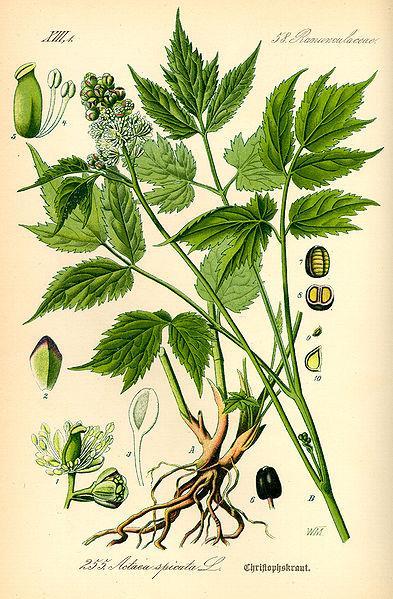 Sheng Ma Cimicifuga heracleifolia rhizoma Prof. Dr. Otto Wilhelm ThoméA, 1885, ctaea spicata, viewed 8 January 2015, <http://commons.wikimedia.org/wiki/file:illustration_actaea_spicata0.