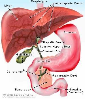 Gallbladder - The functions of the TCM Gallbladder The Gallbladder is the only Yang organ which does not deal directly with food and drink. It is also considered an extraordinary organ.