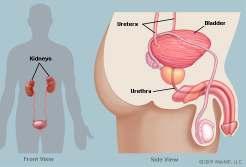 Bladder - The functions of the TCM Bladder The Bladder stores and excretes urine, and performs necessary functions for the production of urine.