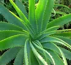 Aloe Vera - The Universal Herb Aloe vera is also known by the name medicinal aloe. There are several species of Aloe vera, but they all share common appearance traits.