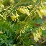 Astragalus, First Emperor amongst Chinese Herbs The first emperor of China who united the many warring states was called "The Yellow Emperor".