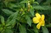 Damiana Almost all the natural herbs have a special history and an exciting background be it a Chinese herbs or western herbs.