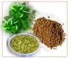 Fenugreek Fenugreek is a plant often found in south-eastern Europe and part of West Asia. It is now available freely in Egypt, India, Argentina, Southern Nepal, Morocco and Lebanon.