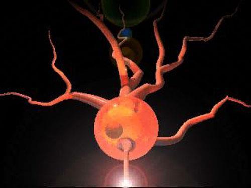 Main Parts of the Neuron: A Review The three main parts of a neuron are highlighted in