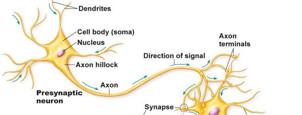 Nervous System, Neuroanatomy,