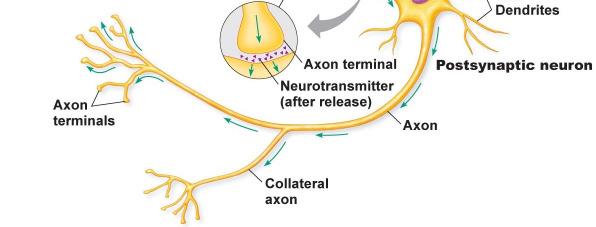 neurons Soma Dendrites Spines Axon Myelin