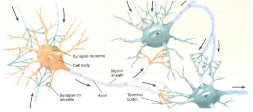 Neurons Structure of neurons