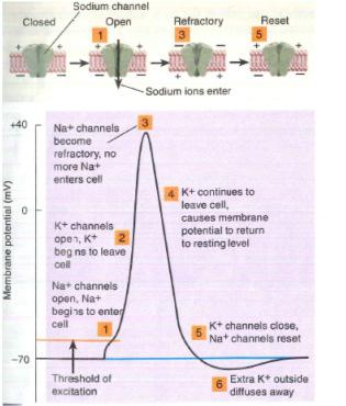 Spike-triggering zone Axon hillock Action potential