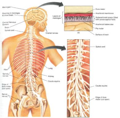 Central Nervous System (PNS) Dura