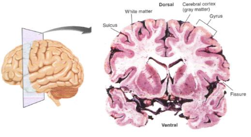 Cortex Nervous System Cerebral