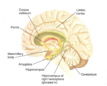 Telencephalon Limbic System