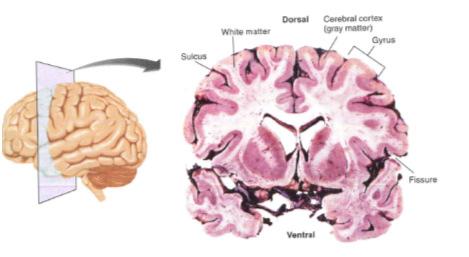 Ganglia Cerebral Cortex