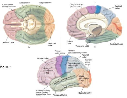 Cerebral Cortex Four Lobes Frontal Parietal
