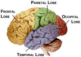 Divisions of the Cortex Frontal Lobe Motor