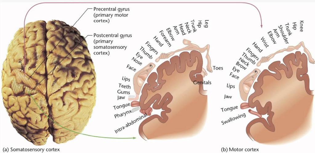 Functional Divisions of the Cortex Parietal Lobe