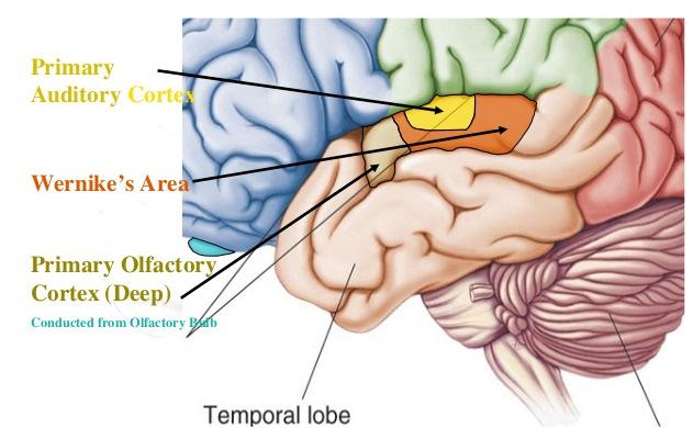 Striate cortex (V1) Extrastriate areas Functional
