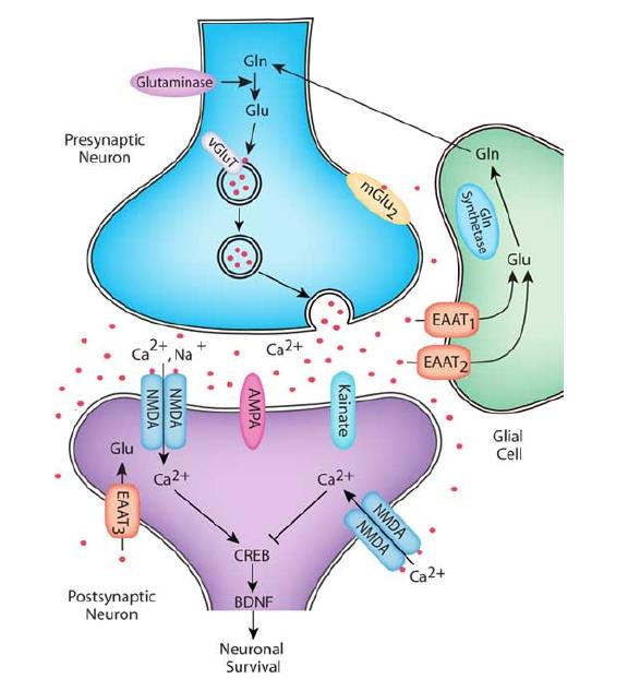 The Glutamate Synapse Interconversion of glutamate to