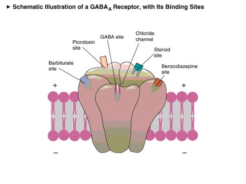 GABA-A- ionotropic receptor An integral chloride channel activated by competitive agonists: GABA and muscimol Blocked by convulsant bicuculine