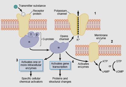 Seconded messenger receptors (as example G-protein) 1. Opening specific ion channels Ion Channel 2.
