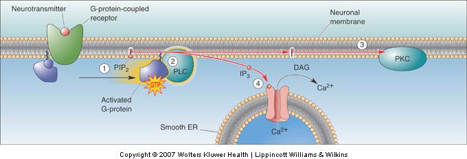 G-Protein-Coupled Receptors and Effectors GPCR Effector Systems (Cont d) Some