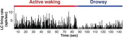 Locus coeruleus neurons fire as a function of vigilance and arousal Irregular firing during quiet wakefulness Sustained