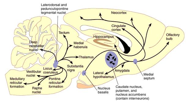 1- Norepinephrine System Nucleus Coeruleus in the pons,