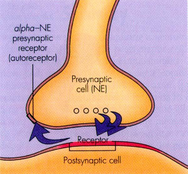 PRESYNAPTIC NT RECEPTORS Autoreceptor - neurotransmitter comes back to the same axon