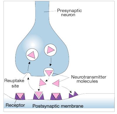 STOPPING NEUROTRANSMITTER EFFECTS Enzymes break down at receptor site