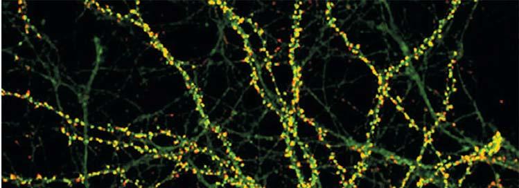 MANY NEUROTRANSMITTERS ARE KNOWN In the brain, a postsynaptic neuron may have chemical synapses