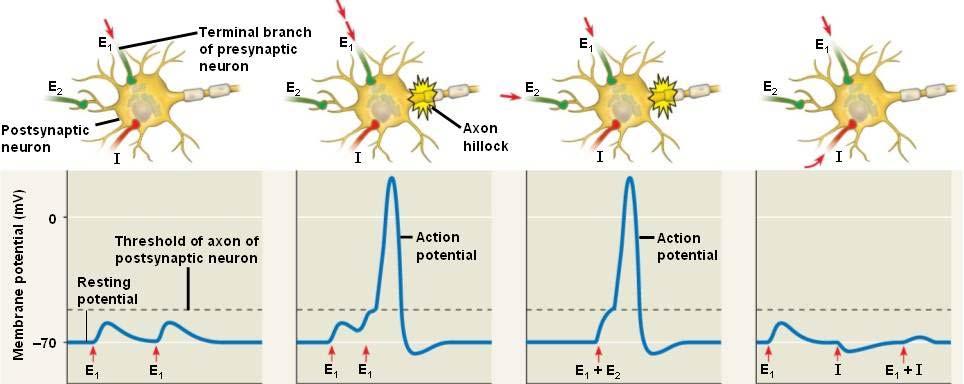 FAST SYNAPSES PRODUCE POSTSYNAPTIC POTENTIALS THAT SUM TO DETERMINE ACTION POTENTIAL PRODUCTION Excitatory synapses produce graded membrane depolarizations called excitatory postsynaptic potentials