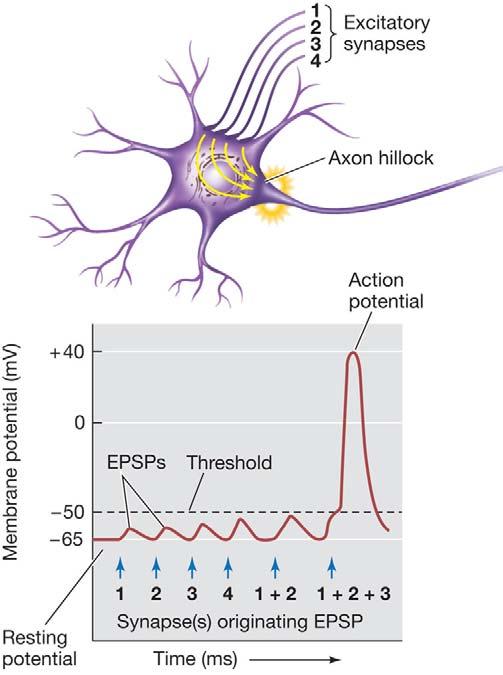 FAST SYNAPSES PRODUCE POSTSYNAPTIC POTENTIALS THAT SUM TO DETERMINE ACTION POTENTIAL PRODUCTION Each EPSP or IPSP is usually less than 1 mv, and disappears in 10 20 milliseconds.