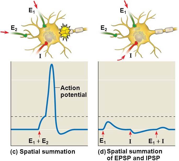 FAST SYNAPSES PRODUCE POSTSYNAPTIC POTENTIALS THAT SUM TO DETERMINE ACTION POTENTIAL PRODUCTION The postsynaptic cell sums the excitatory and inhibitory input.