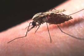Malaria 4 species of Plasmodium 300-500 million cases/year 1-2 million deaths/year Spread via female anopheles mosquitoes,
