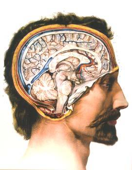 The pineal gland is the source of the circadian blood melatonin rhythm The pineal gland is roughly the size of the tip of your little finger Cerebrum