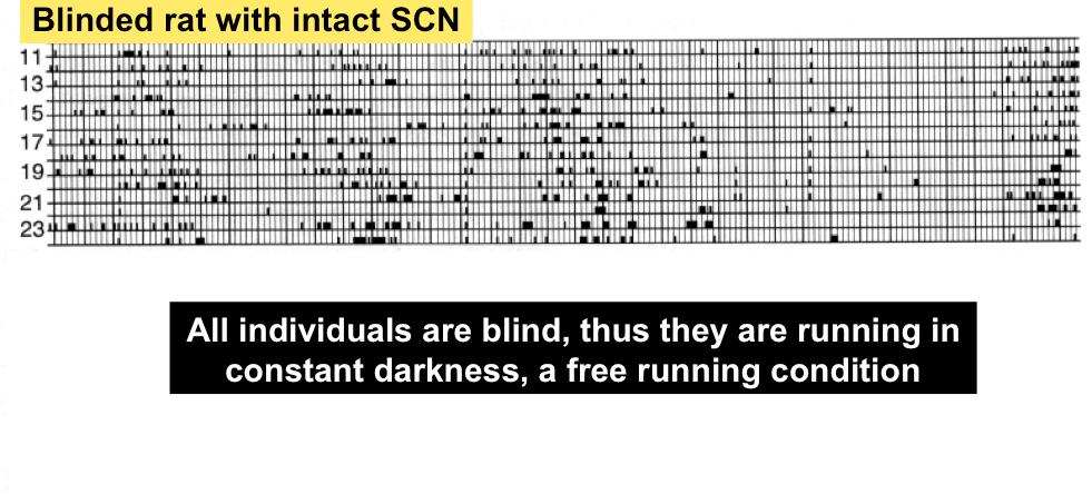 Biological rhythms - CN Blinded rat with intact CN Blinded rat with a lesioned CN All individuals