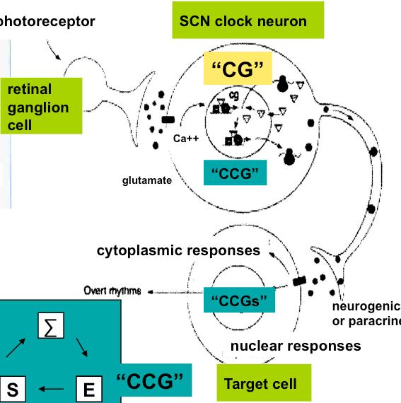 CN - repro rhythm to clock photoreceptor CN clock neuron retinal ga