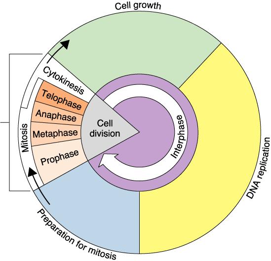 Illustration: to duplicates itself coils up into chromosome II. Cell Cycle the repeating sequence of growth and division of a eukaryotic cell A. The cell spends most of its time in 1.